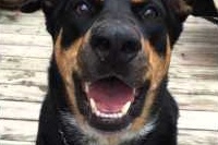 飼い主さんの指示をちゃんと理解して小さな声で吠えるわんこです！