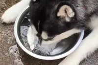 お水のお皿に顔を突っ込んで、ブクブクブクとやってみるわんこ。