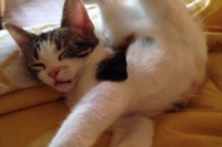 スヤスヤネコが寝ているのですがなんとも不思議な体制にびっくり！