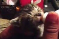 ミルクをおいしそうに飲む子猫が確かにそういってます！