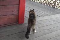 この歩き方はどうやって習得したんでしょう～！？