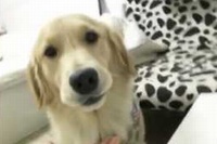 ただただ返したくない！わんこの気持ちが駄々漏れています！