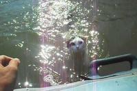 なんともカッコいい猫ちゃんが登場です！こんな猫ちゃんはじめて！！