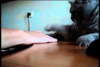 飼い主の反則行為を受け入れてきた猫でしたが最後は逆襲～。
