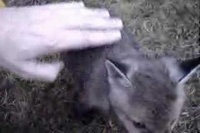 子狐には深すぎるドッグフードの缶詰に頭がはまってしまったんですね。