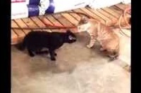 ネコの喧嘩を発見するや否や毅然と止めに入るわんこ！