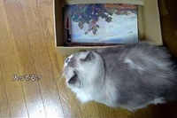 横に映っている箱の中に入るのか？と思ったら、実はもう入ってました。