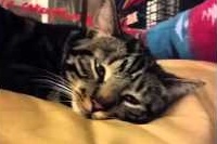 寝てる？眠そう？と思いながら見ていたら…最後怖いけどかわいい！！