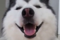 そもそもにらみが入ったような模様のわんこではあるのですが…。