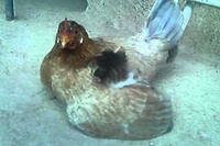 子猫を大事そうに羽根の中に入れて守っています！！