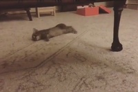 このスリスリ動く移動法は秘密だったに違いない…。