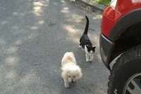 ネコも立派に盲導犬ならぬ盲導ネコです！