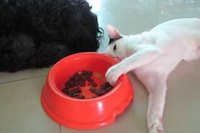 寝ているわんこの目の前でこっそり餌を盗み食い！！