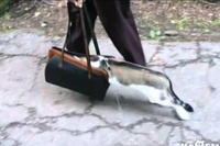 これぞまさに頭かくして…というやつですね！