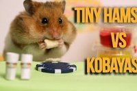ハムスターVS小林尊の戦いですがやはりこいつは強かった！！