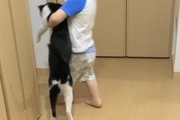 パパが帰ってきて嬉しいネコでしたが連れていかれてしまいました！