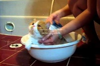 まるで「気持ちいいな～」と言いながら入っているようです！