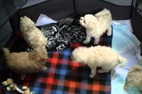 なんと頭が良い猫ちゃん！わんちゃんたちをこうして出してたんですね。