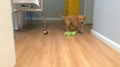 すごく気になるぬいぐるみを見つけたわんこはそぉ～と近づいて…！

<blockquote class=