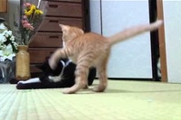 こんなネコパンチならぜひいっぱいお願いしたいです！！