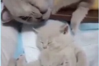 面白すぎ！性格のはっきりした母ネコですね！！