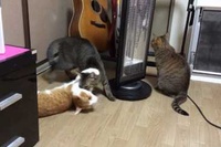 新しい遊びなのか、ネコはこうして遊ぶのか！？