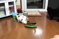 すでに大人気のこのシリーズですが3回目でも面白いです！！