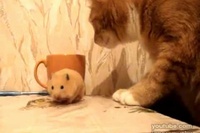 ハムスターがおいしそうにベーコンを食べているとネコが！！