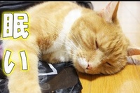 「安心毛布」は人も動物も一緒なんですね！