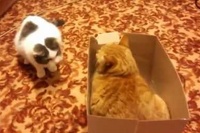 ちゃんと作戦を立てた両者の箱取りはこんな結末に・・・。