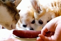 サツマイモに対する情熱がこんなにも違うんですね！