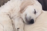 トロントしたお目目で気持ちよさそうにしているわんこですが！