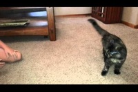 ネコと遊ぶ時は周囲も決して気を許してはいけません！！