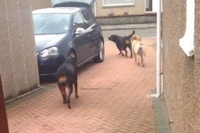 お買い物をしてきた荷物を玄関まで運ぶわんこ！