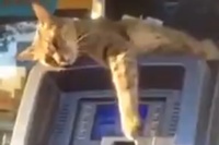 こんな風にネコがペシペシやってくれたらお金がたまるかも！？