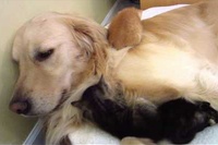 ママ替わり！？優しいゴールデンレトリバーの男の子！