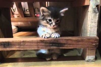 1歳半にとってこの棒を超えるのはとっても決心がいることなんです！