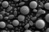 ウェザーニューズは25日、2016年の花粉飛散について総括し、飛散量は平年比30%、昨年比55%にとどまったが、つらい症状を感じる割合が高くなったと発表した。