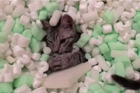 ボールプールならぬ緩衝材プールですね！