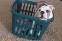 かごに入るにはまだまだスキルが必要！？