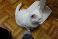 何事もなかったようにそっと手を元に戻しているネコがかわいい！