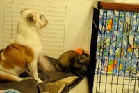 全然めげずに果敢にネコに自分の気持ちをぶつけていくのですが…。