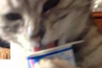 両手でヨーグルトを抱えながら美味しそうに食べるネコちゃん！！