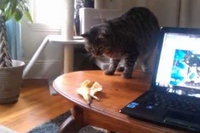 バナナに驚き過ぎなくらい驚いてて見てるこっちが驚き！！