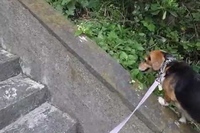 そうなんです。ビーグル犬はまさにこういうわんこです！！