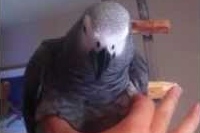 よくこういう押すと鳴るおもちゃはありますが・・・。