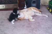 相手は子猫だし、でも嫌だし・・・心の格闘がダダ漏れてます・・・笑。