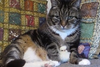 ネコちゃんの胸元だけ何やら色が違う！？と思ったらひよこが〜！！