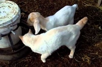 柵越しに体をくっつけていた猫ちゃん！まさかこんな入り方をするとは。