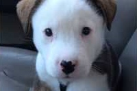 誰かにやられたと思っているのかしゃっくりの後に怒ってるわんこ！